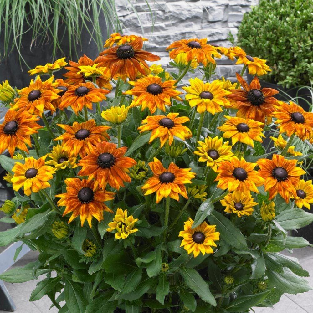 Echibeckia Summerina Sizzling Sunset - View 13 from www redcrocus com