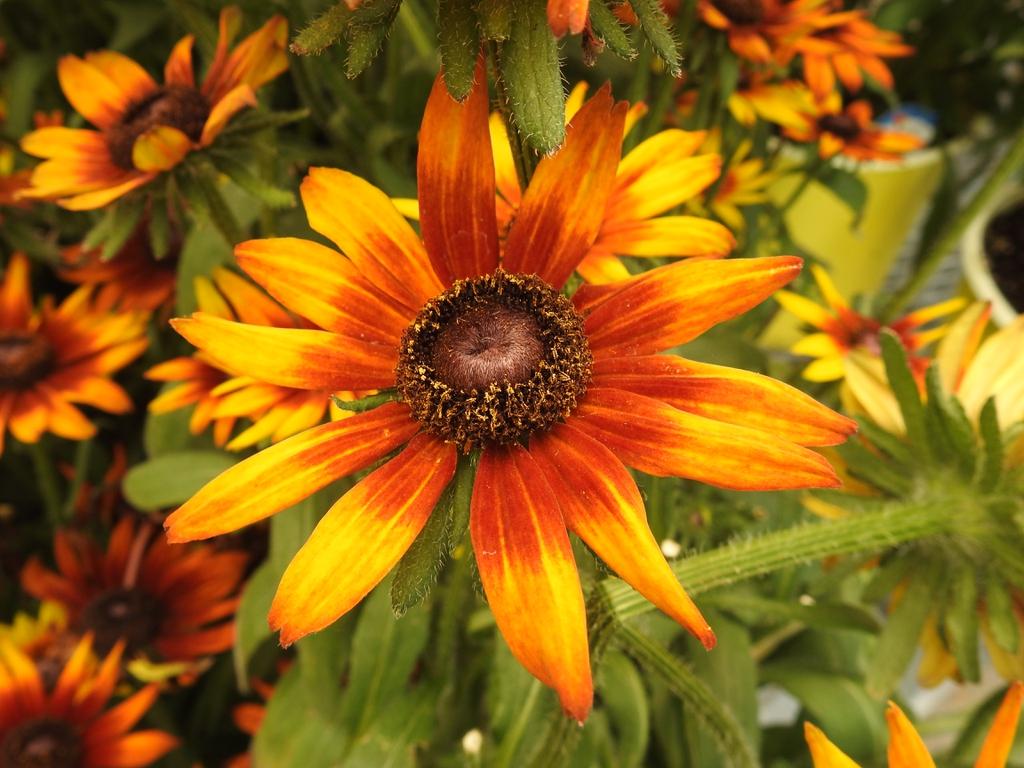 Echibeckia Summerina Sizzling Sunset - View 14 from www redcrocus com