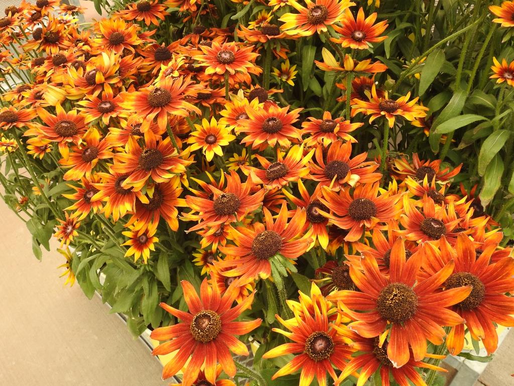 Echibeckia Summerina Sizzling Sunset - View 15 from www redcrocus com