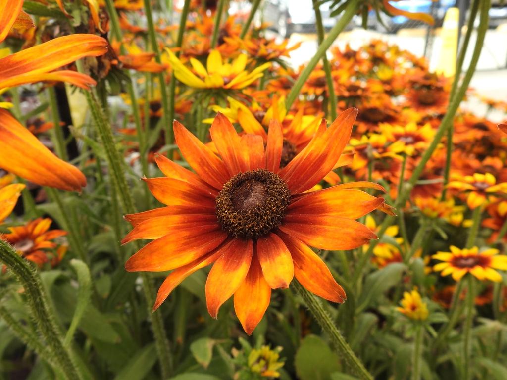 Echibeckia Summerina Sizzling Sunset - View 16 from www redcrocus com