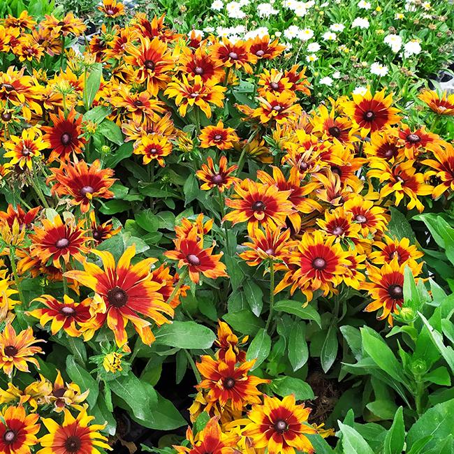 Echibeckia Summerina Sizzling Sunset - View 1 from www redcrocus com