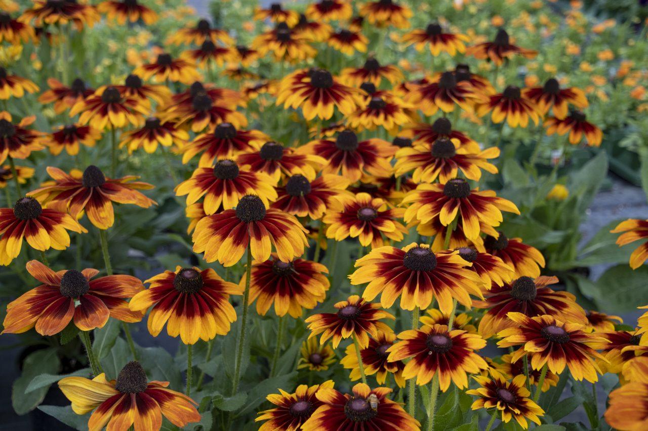 Echibeckia Summerina Sizzling Sunset - View 2 from www redcrocus com