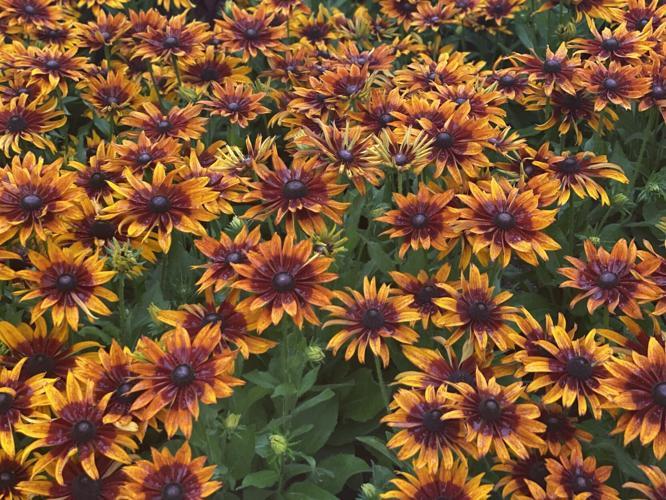 Echibeckia Summerina Sizzling Sunset - View 4 from www redcrocus com