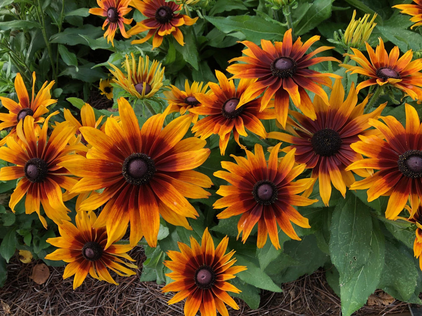 Echibeckia Summerina Sizzling Sunset - View 6 from www redcrocus com