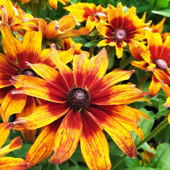 Echibeckia Summerina Sizzling Sunset - View 7 from www redcrocus com
