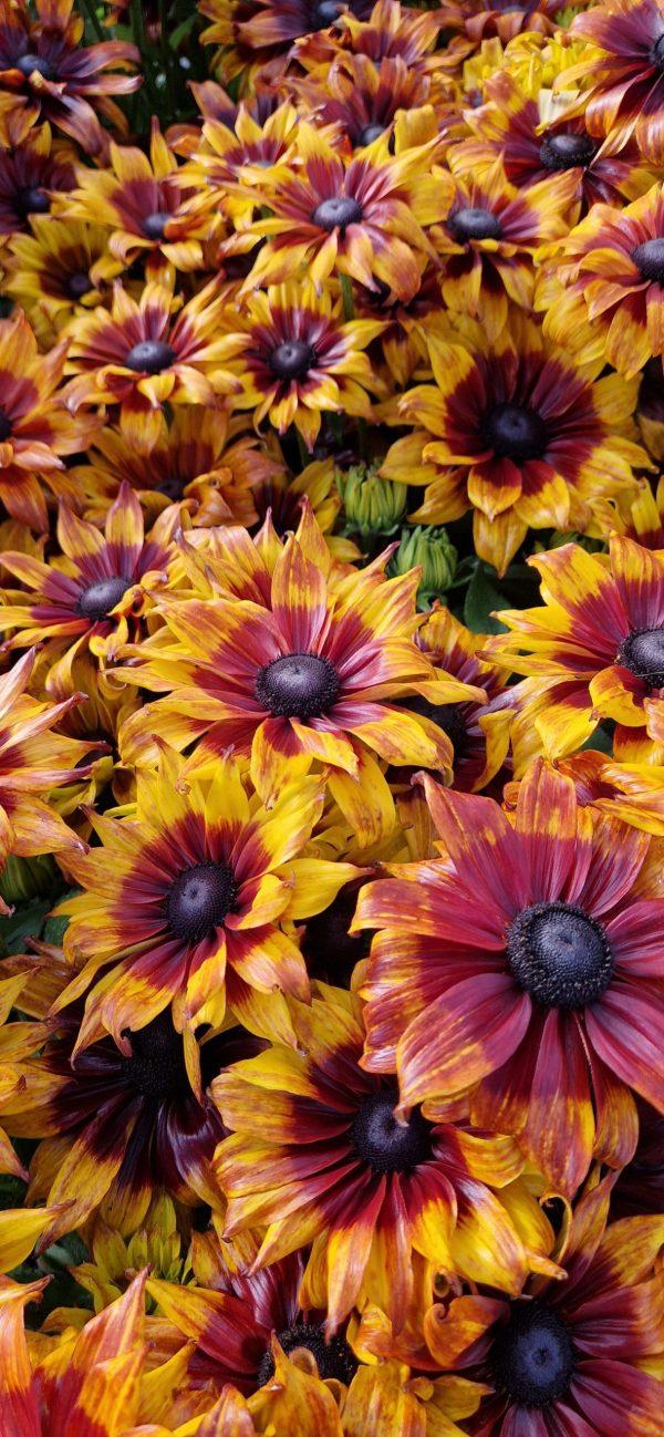 Echibeckia Summerina Sizzling Sunset - View 8 from www redcrocus com