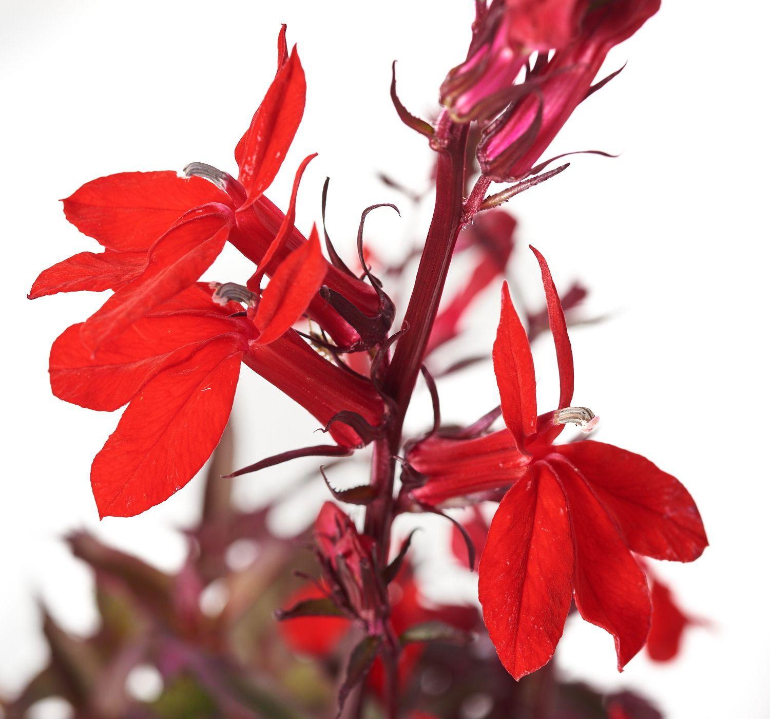 Lobelia Speciosa Starship Scarlet - View 11 from www redcrocus com