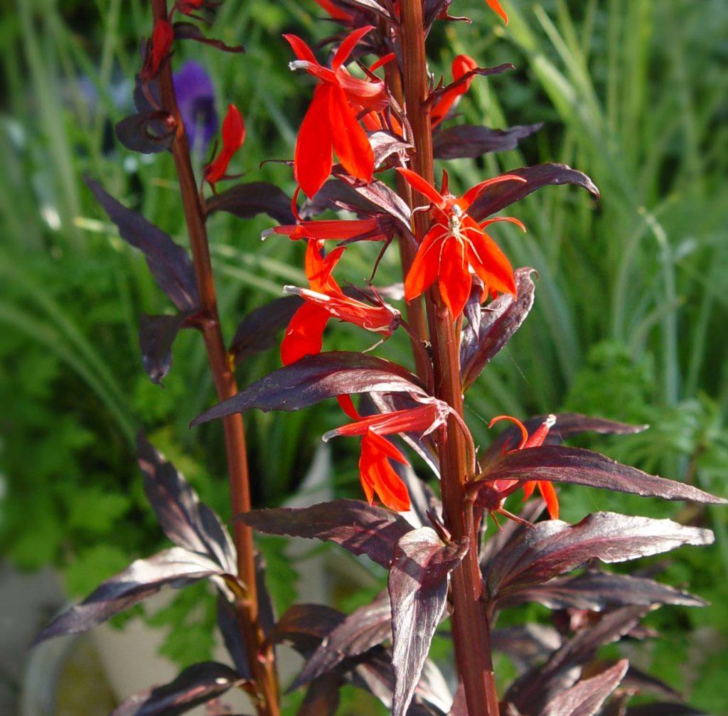 Lobelia Speciosa Starship Scarlet - View 12 from www redcrocus com