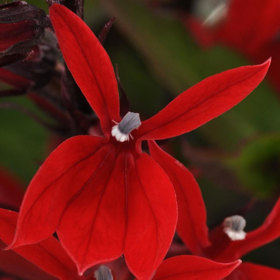 Lobelia Speciosa Starship Scarlet - View 13 from www redcrocus com