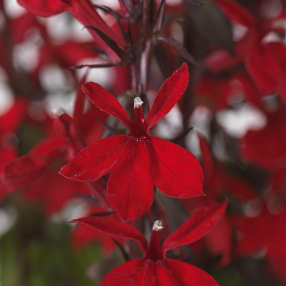 Lobelia Speciosa Starship Scarlet - View 15 from www redcrocus com