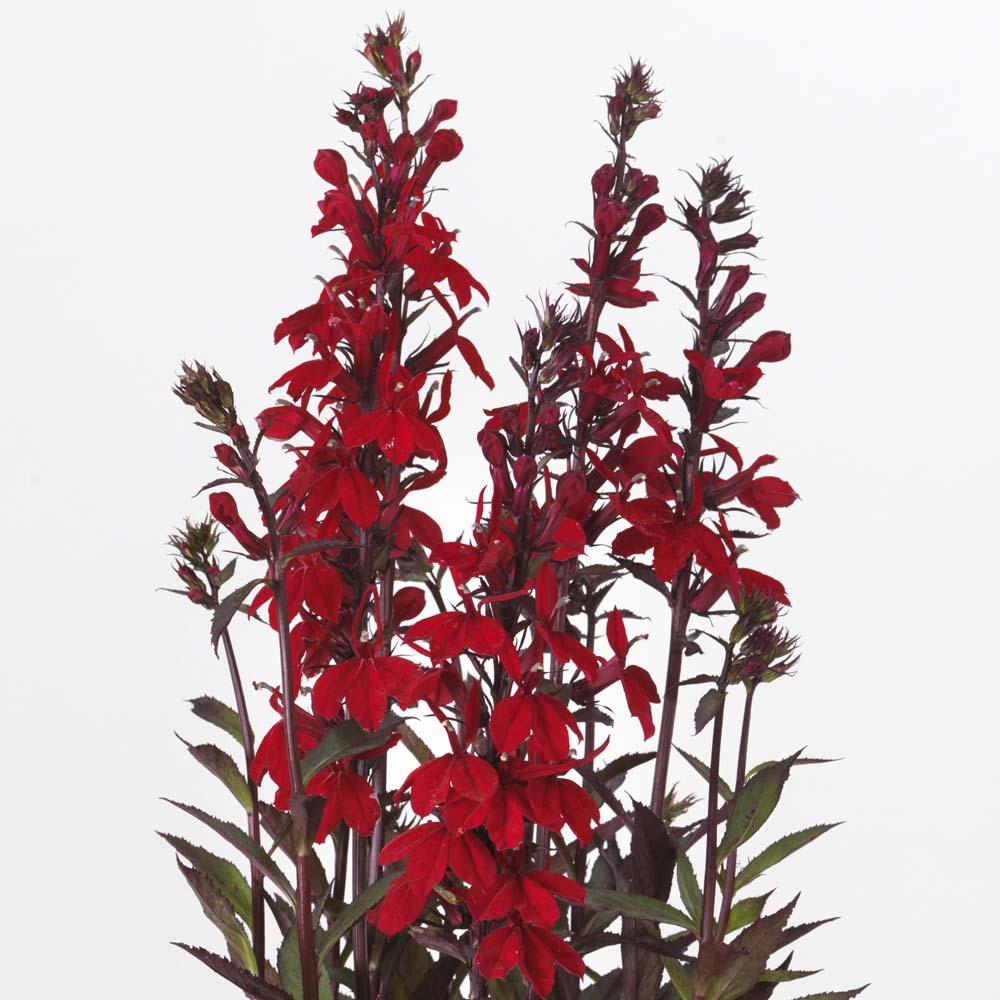 Lobelia Speciosa Starship Scarlet - View 18 from www redcrocus com