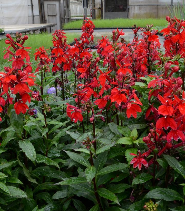 Lobelia Speciosa Starship Scarlet - View 5 from www redcrocus com