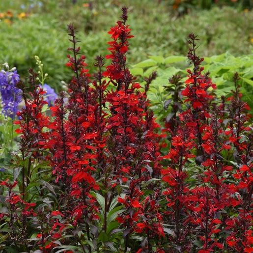 Lobelia Speciosa Starship Scarlet - View 7 from www redcrocus com