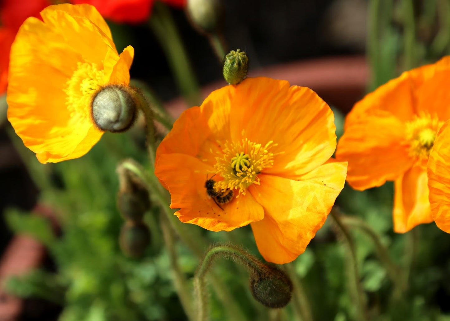 Papaver Nudicaule Garden Gnome - View 10 from www redcrocus com