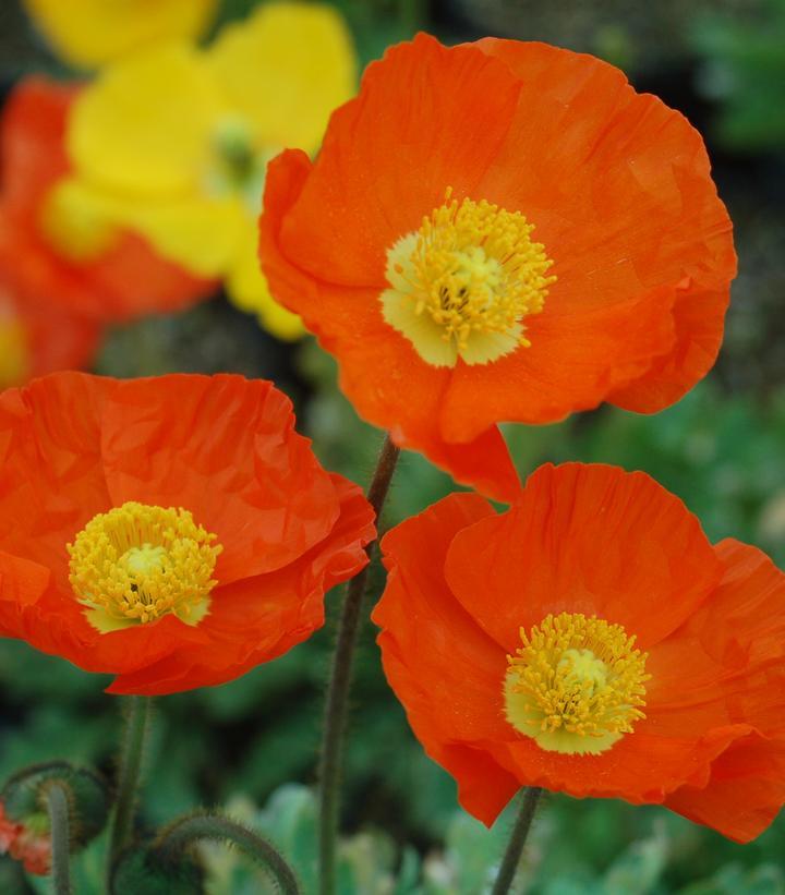 Papaver Nudicaule Garden Gnome - View 13 from www redcrocus com