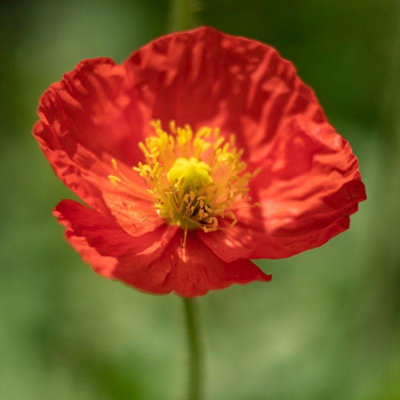 Papaver Nudicaule Garden Gnome - View 14 from www redcrocus com