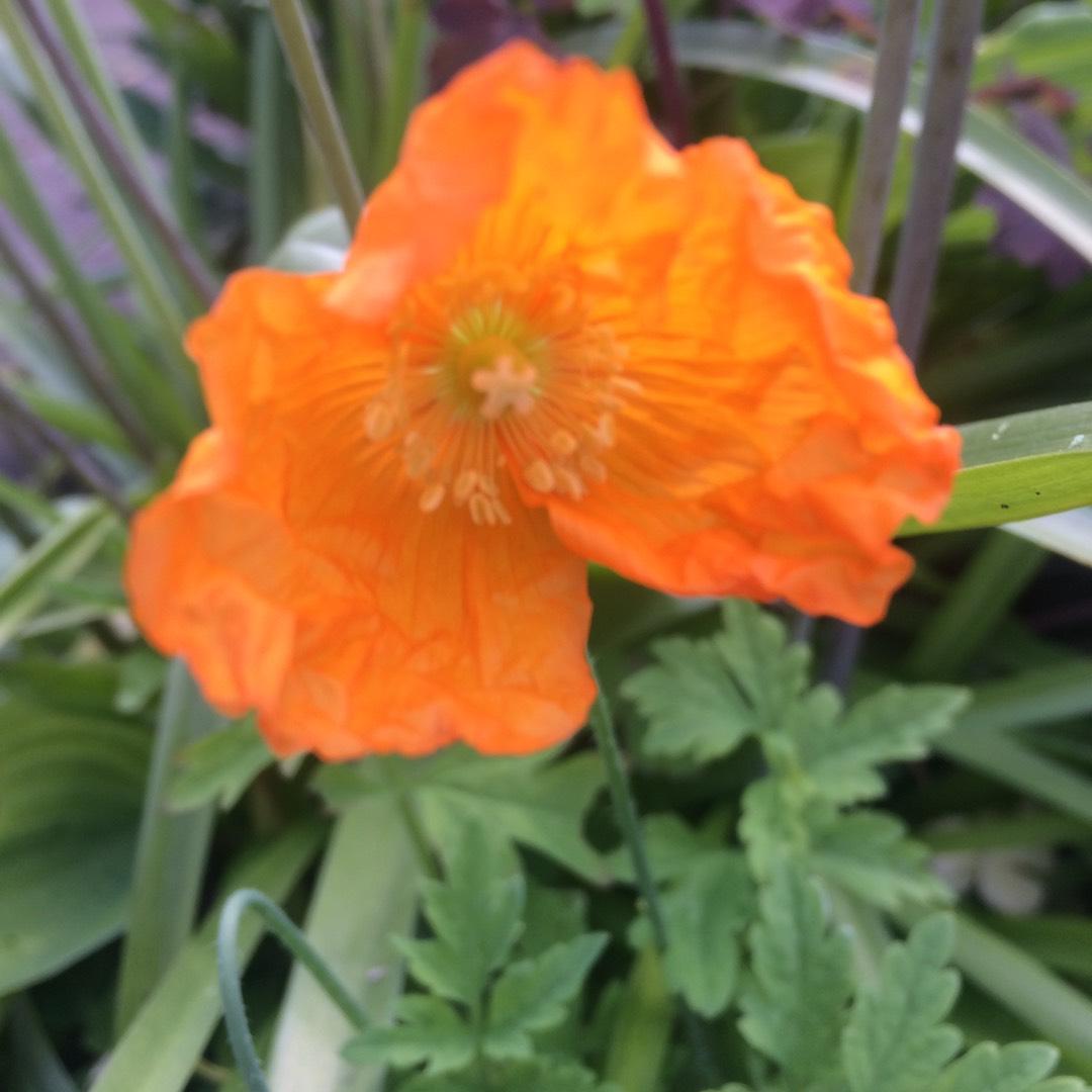 Papaver Nudicaule Garden Gnome - View 18 from www redcrocus com
