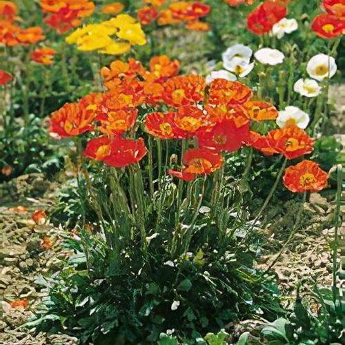 Papaver Nudicaule Garden Gnome - View 19 from www redcrocus com