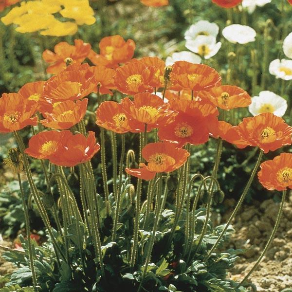 Papaver Nudicaule Garden Gnome - View 1 from www redcrocus com