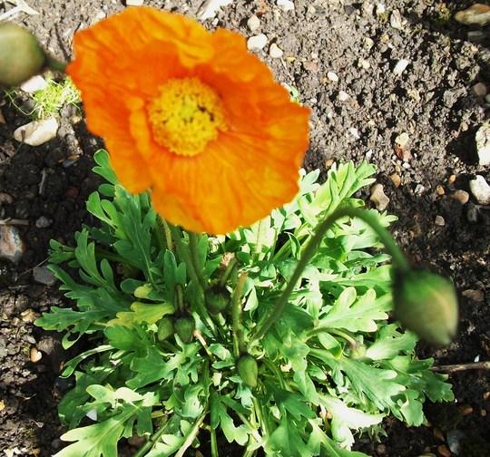 Papaver Nudicaule Garden Gnome - View 2 from www redcrocus com