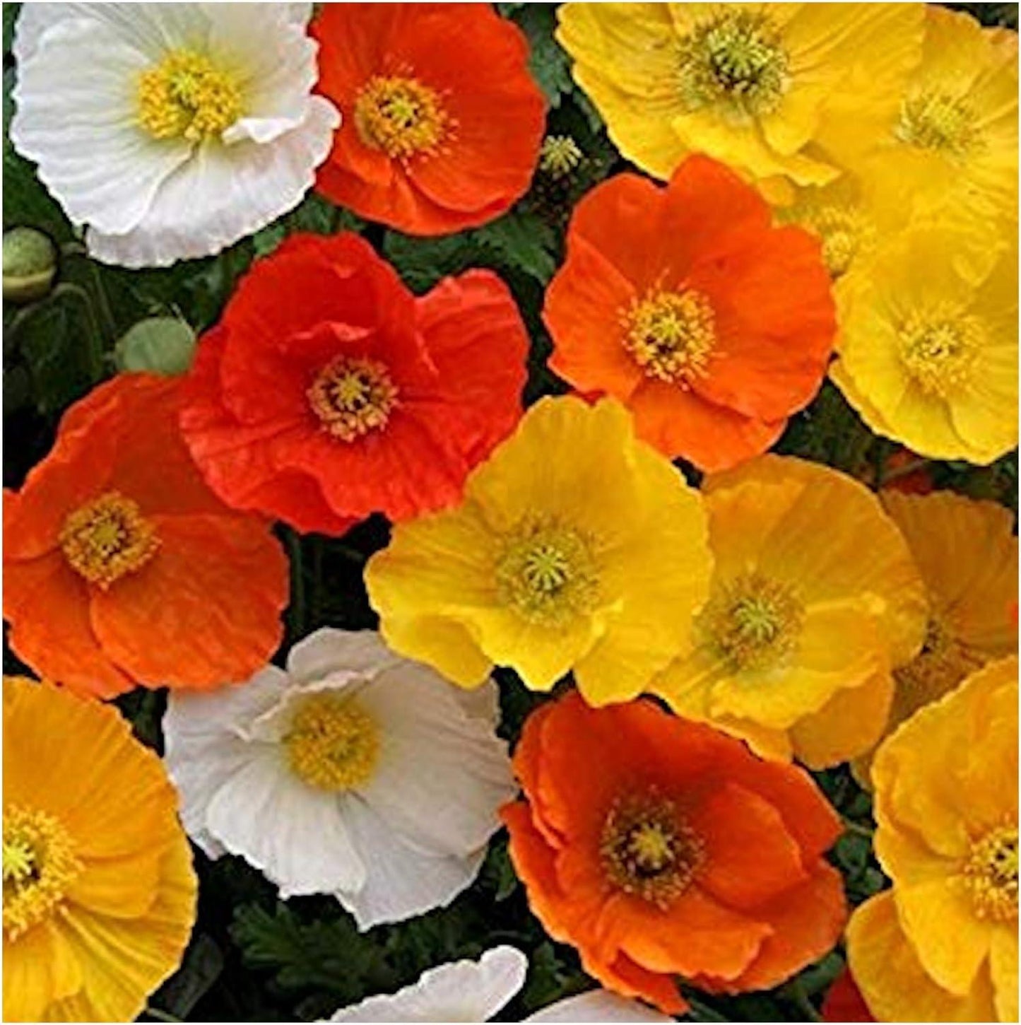 Papaver Nudicaule Garden Gnome - View 3 from www redcrocus com