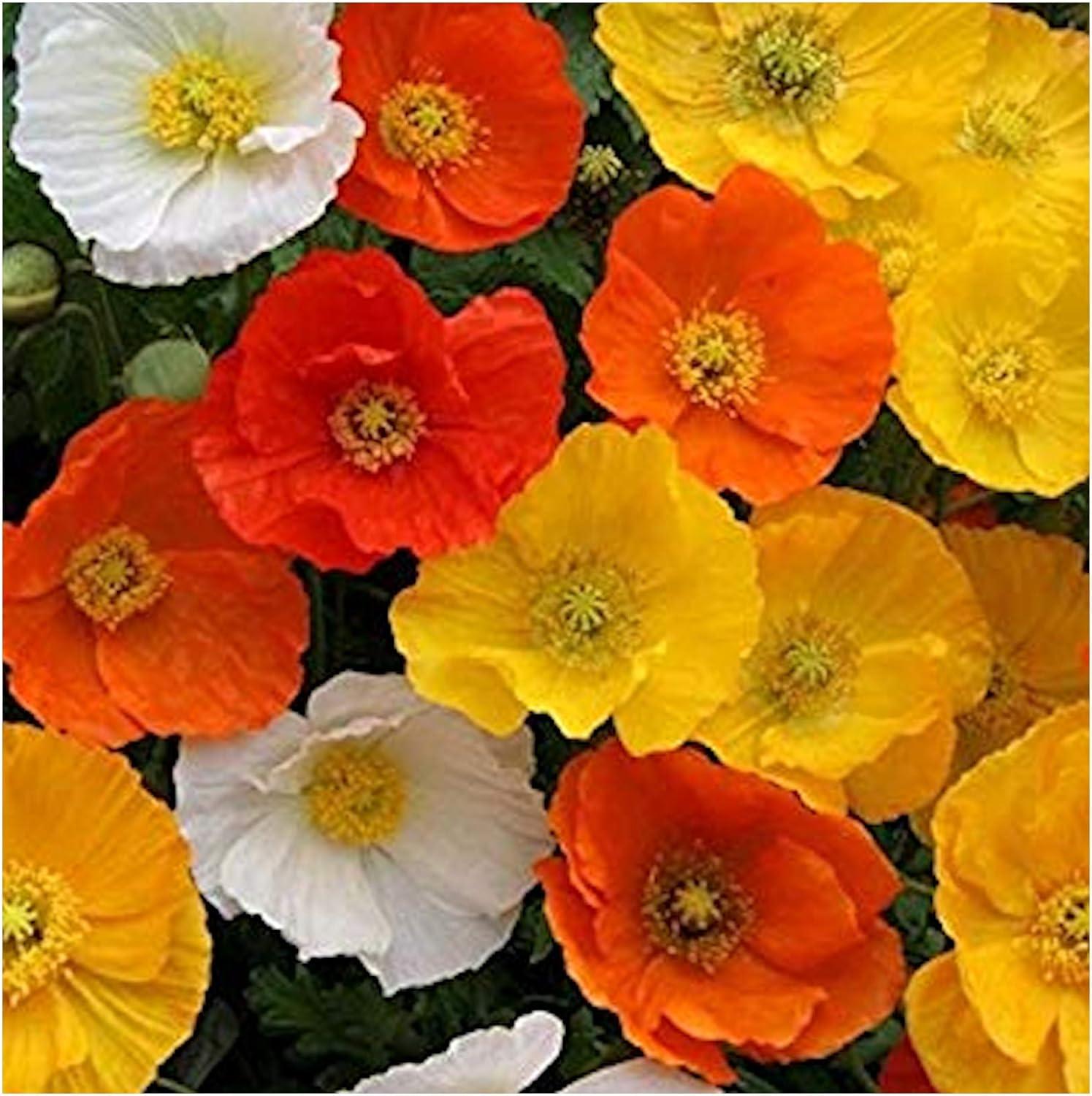 Papaver Nudicaule Garden Gnome - View 3 from www redcrocus com