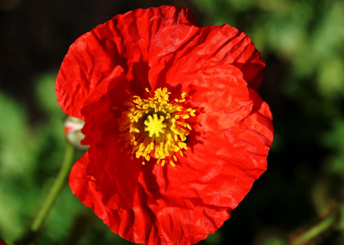 Papaver Nudicaule Garden Gnome - View 4 from www redcrocus com
