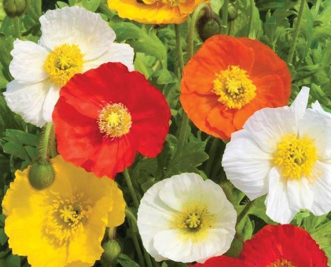 Papaver Nudicaule Garden Gnome - View 5 from www redcrocus com