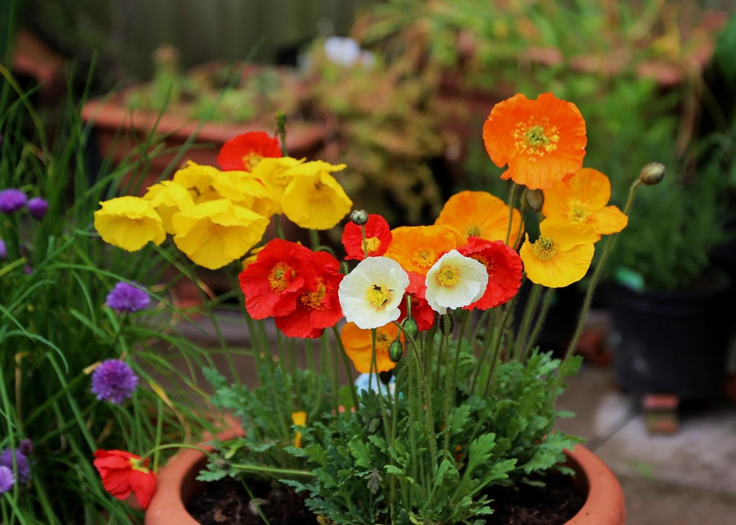 Papaver Nudicaule Garden Gnome - View 6 from www redcrocus com