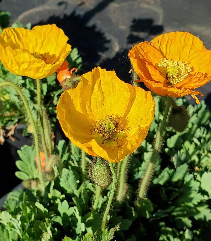 Papaver Nudicaule Garden Gnome - View 8 from www redcrocus com