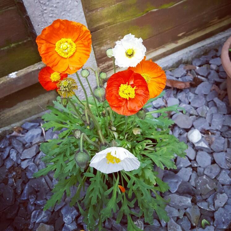 Papaver Nudicaule Garden Gnome - View 9 from www redcrocus com