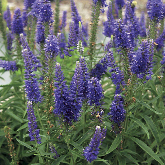 Veronica Spicata Moody Blues Dark Blue - View 10 from www redcrocus com