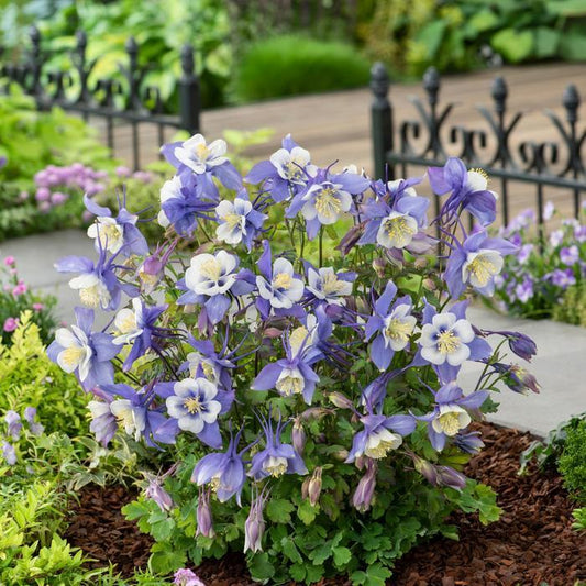Aquilegia Earlybird Blue And White - View 10 from www redcrocus com