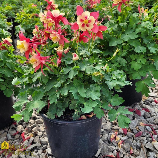 Aquilegia Earlybird Red And Yellow - View 10 from www redcrocus com