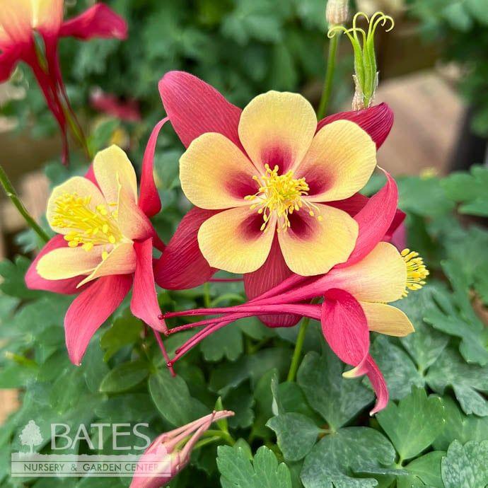 Aquilegia Earlybird Red And Yellow - View 12 from www redcrocus com