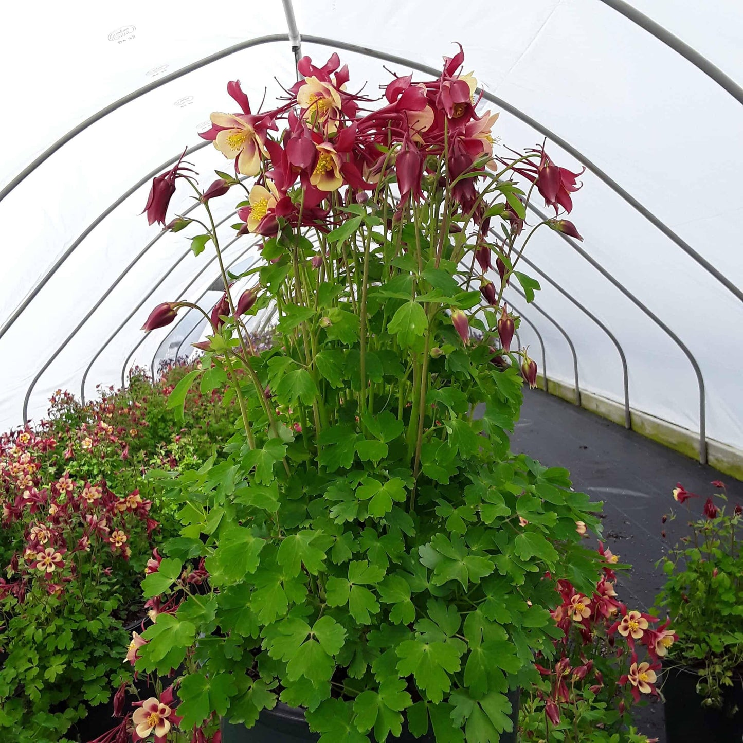 Aquilegia Earlybird Red And Yellow - View 13 from www redcrocus com