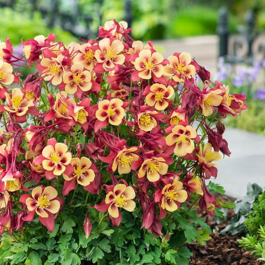 Aquilegia Earlybird Red And Yellow - View 1 from www redcrocus com