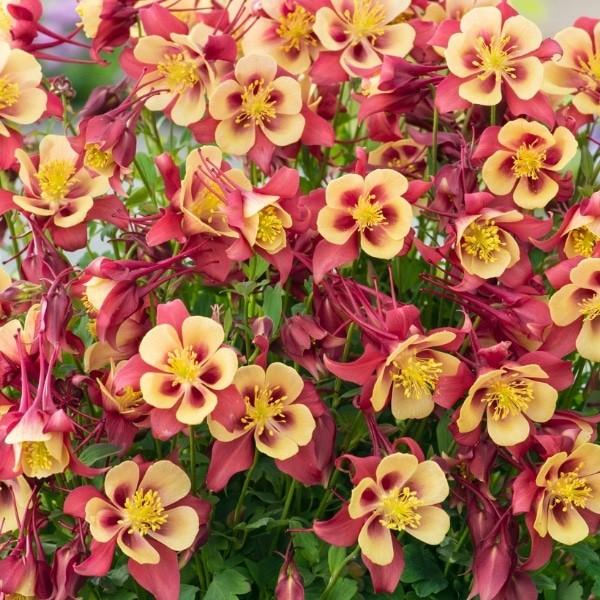 Aquilegia Earlybird Red And Yellow - View 3 from www redcrocus com