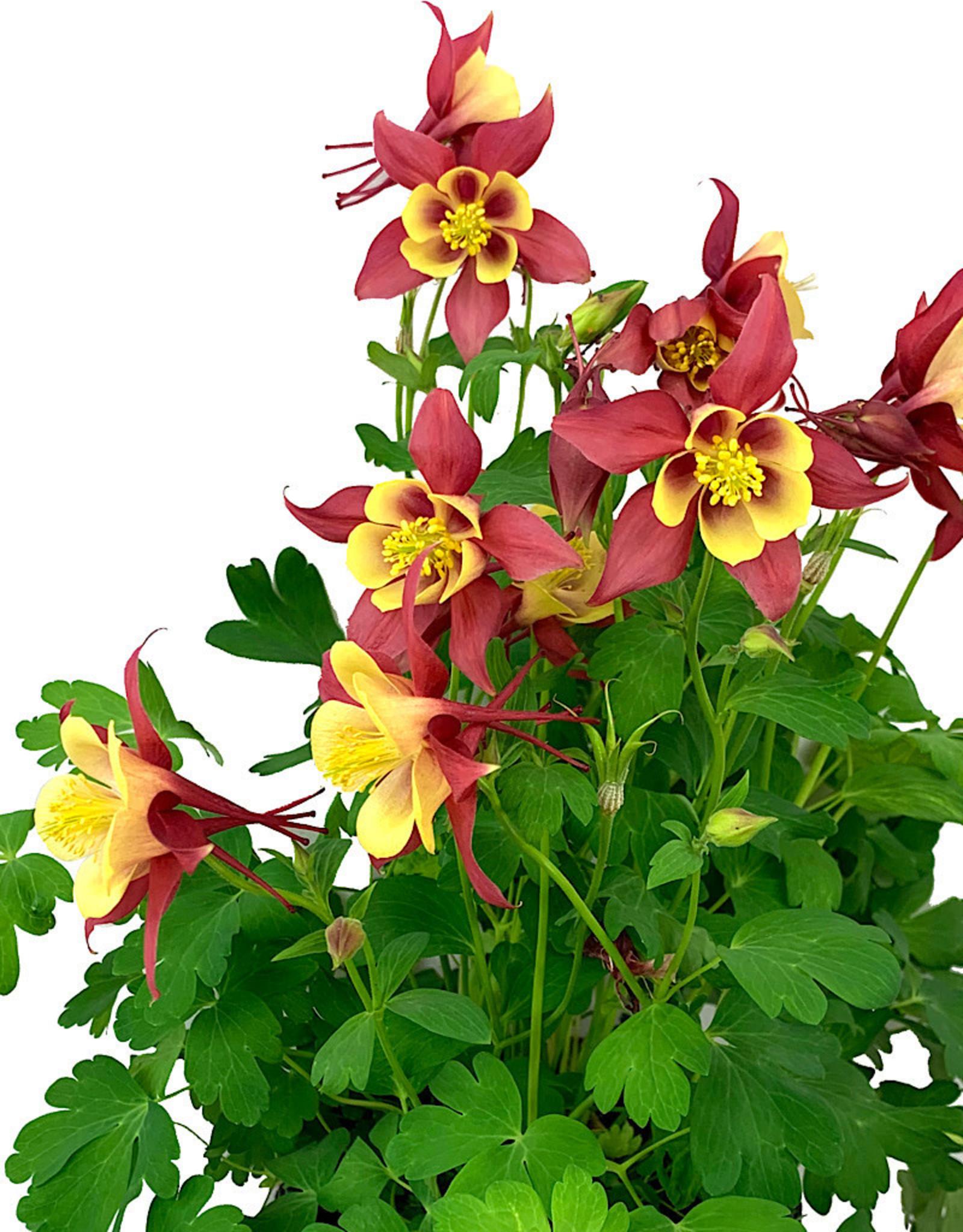 Aquilegia Earlybird Red And Yellow - View 4 from www redcrocus com