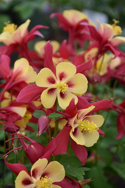 Aquilegia Earlybird Red And Yellow - View 5 from www redcrocus com