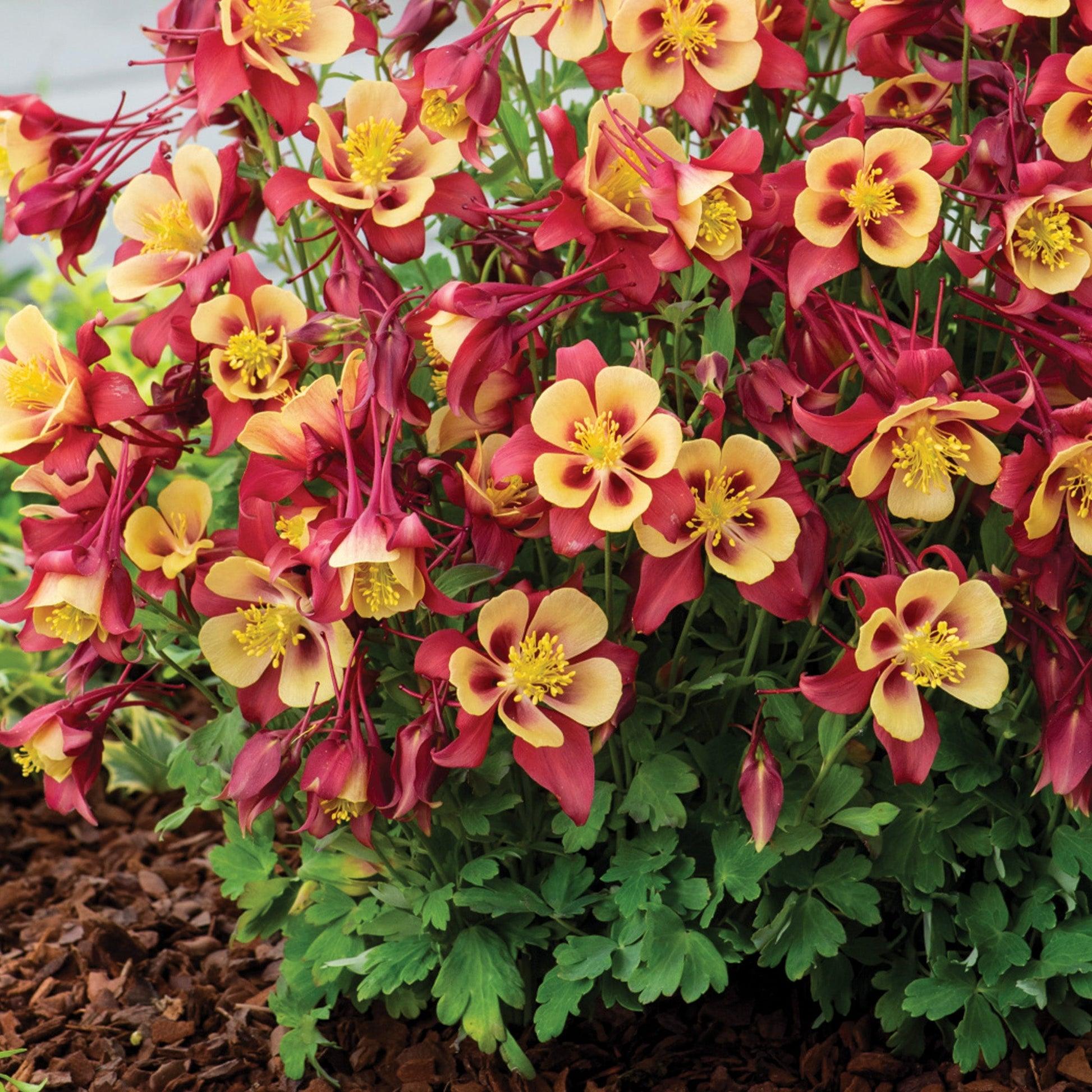 Aquilegia Earlybird Red And Yellow - View 6 from www redcrocus com