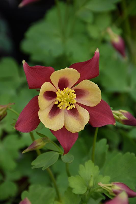Aquilegia Earlybird Red And Yellow - View 7 from www redcrocus com