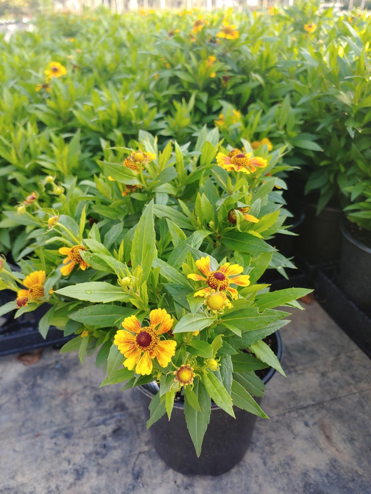 Helenium Autumnale Salud Embers - View 10 from www redcrocus com