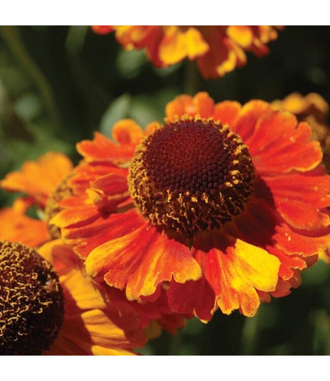 Helenium Autumnale Salud Embers - View 11 from www redcrocus com