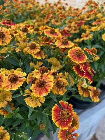 Helenium Autumnale Salud Embers - View 12 from www redcrocus com