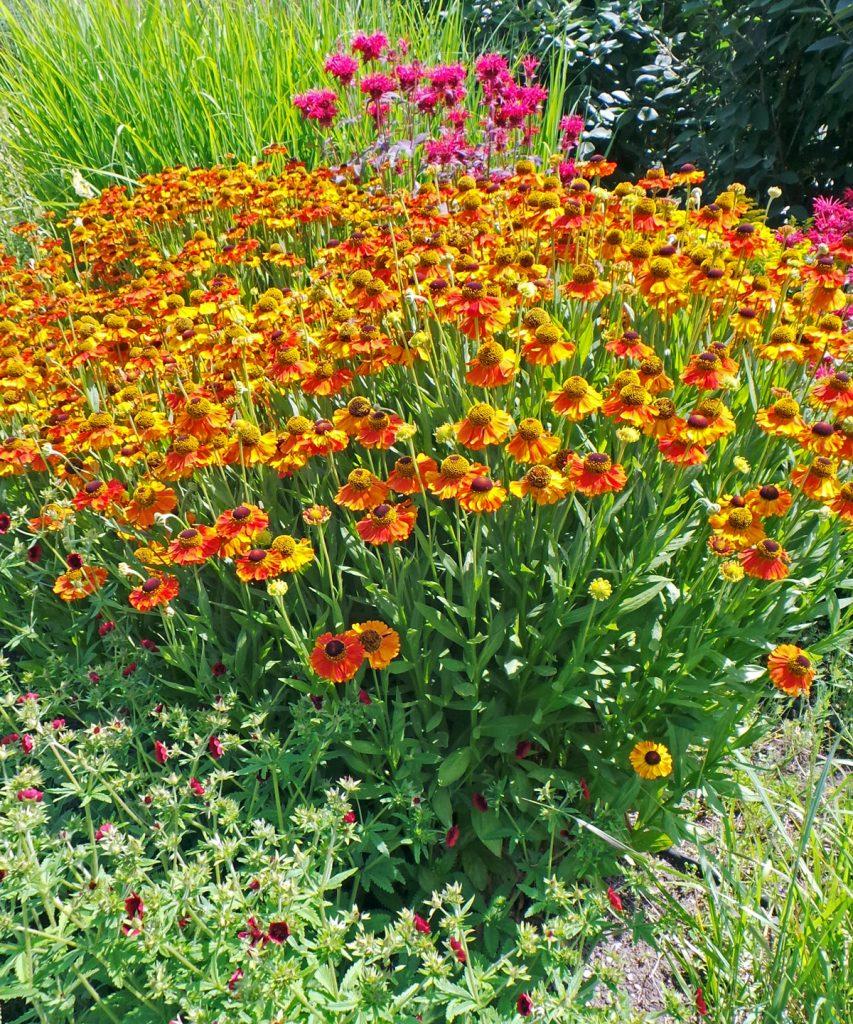 Helenium Autumnale Salud Embers - View 13 from www redcrocus com
