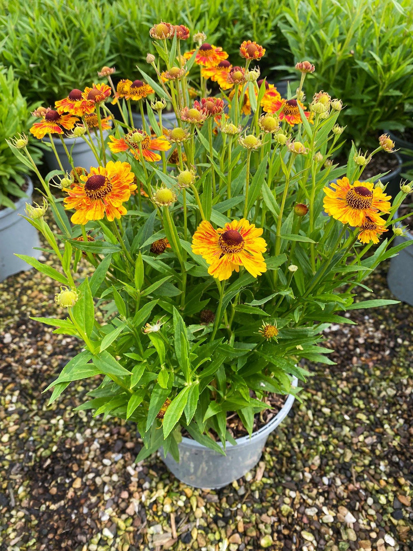 Helenium Autumnale Salud Embers - View 14 from www redcrocus com