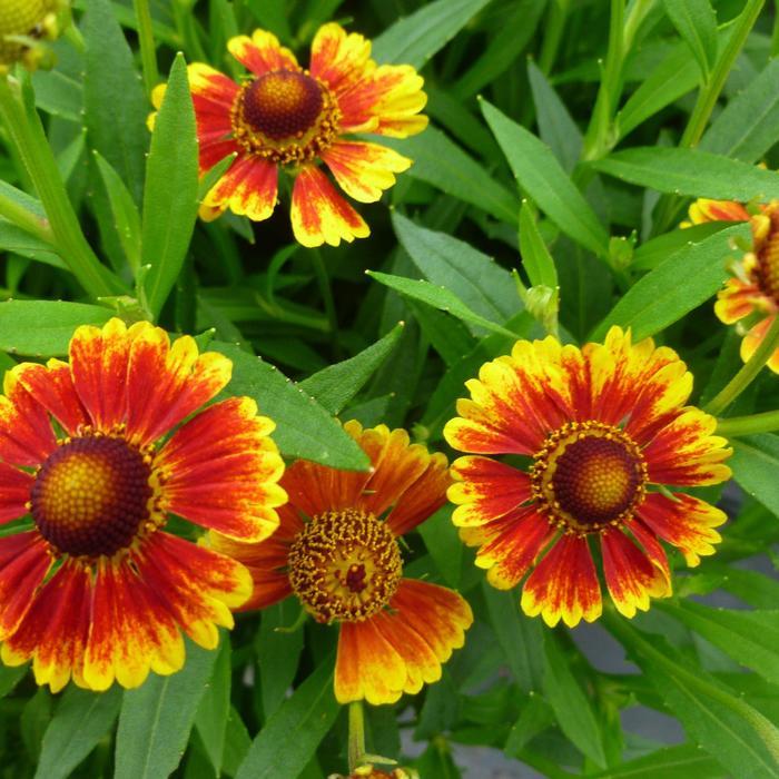 Helenium Autumnale Salud Embers - View 1 from www redcrocus com