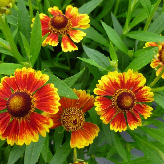 Helenium Autumnale Salud Embers - View 1 from www redcrocus com