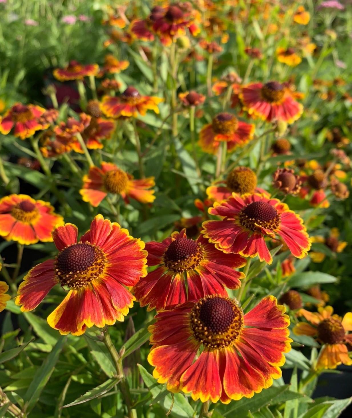 Helenium Autumnale Salud Embers - View 3 from www redcrocus com